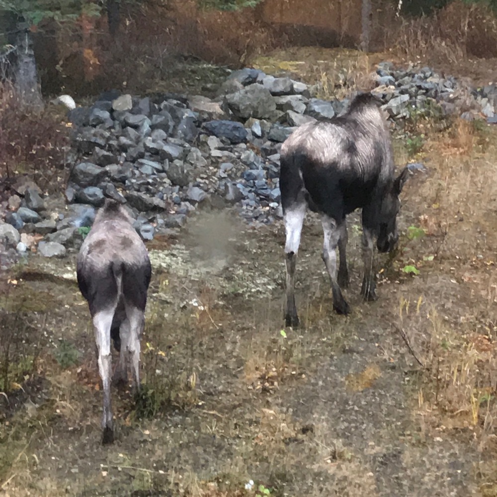 Meet your Posher, Janet